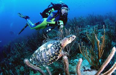 3. Дайвинг (Scuba Diving Tour).jpg