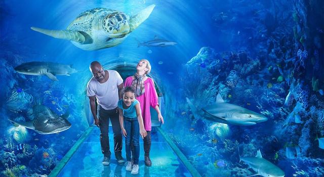 3. Океанариум SeaWorld.jpg